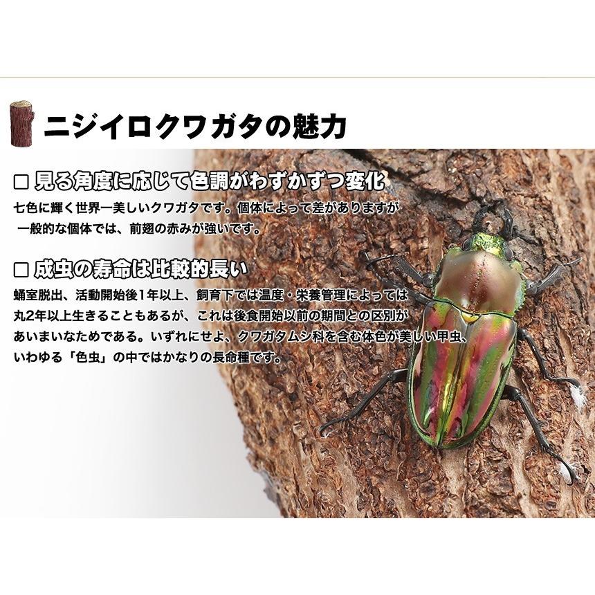 ニジイロクワガタ 幼虫 1頭｜mushiya-honpo｜02