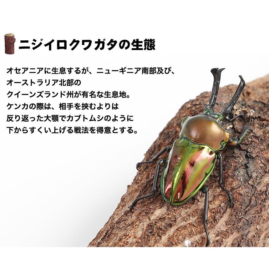 ニジイロクワガタ 幼虫 1頭｜mushiya-honpo｜03
