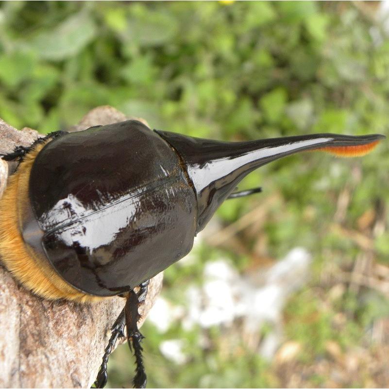 ネプチューンオオカブト成虫オス127mm 昆虫・生態・カブトムシ 保温をして大切に配送します 名