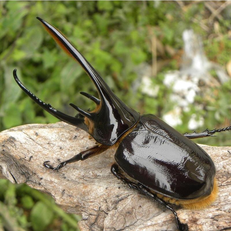 ネプチューンオオカブト 成虫 オス 132mm 昆虫・成虫・外国産