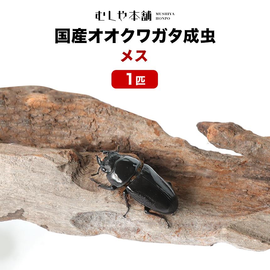 「産卵確認済み」国産オオクワガタ 成虫 メス 単品 LLサイズ 45〜46ミリ  1匹  クワガタ 昆虫 オオクワ  生き物 ペット（Yahoo!・むしや本舗 ヤフー店）