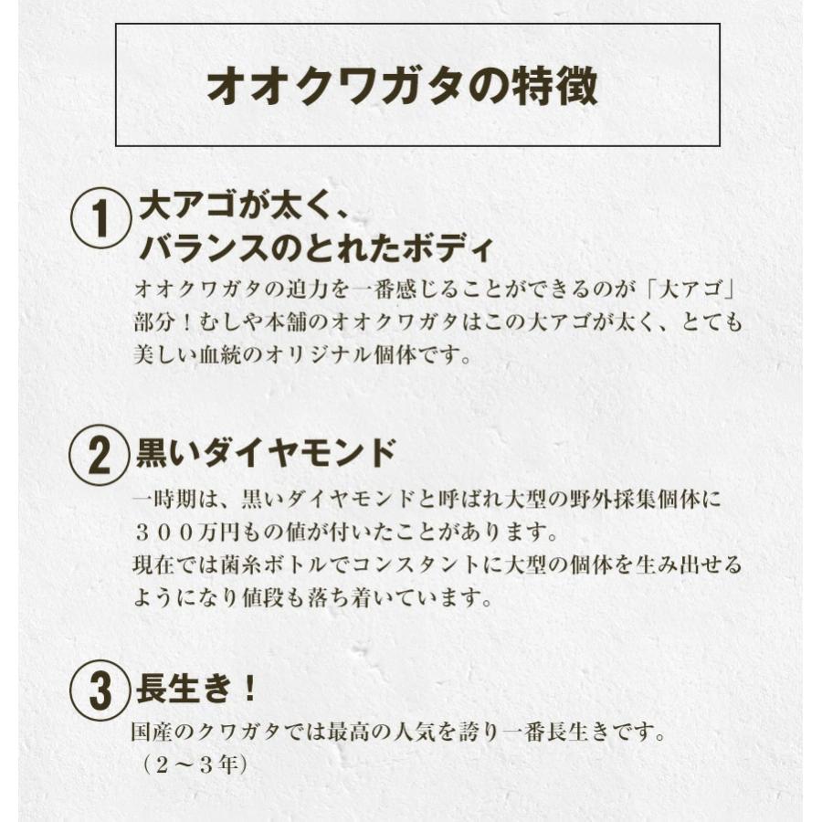 【「産卵確認済み」国産オオクワガタ 成虫 メス 単品（LLサイズ 45〜47ミリ ）5匹 】クワガタ／昆虫／オオクワ ／生き物／ペット｜mushiya-honpo｜05