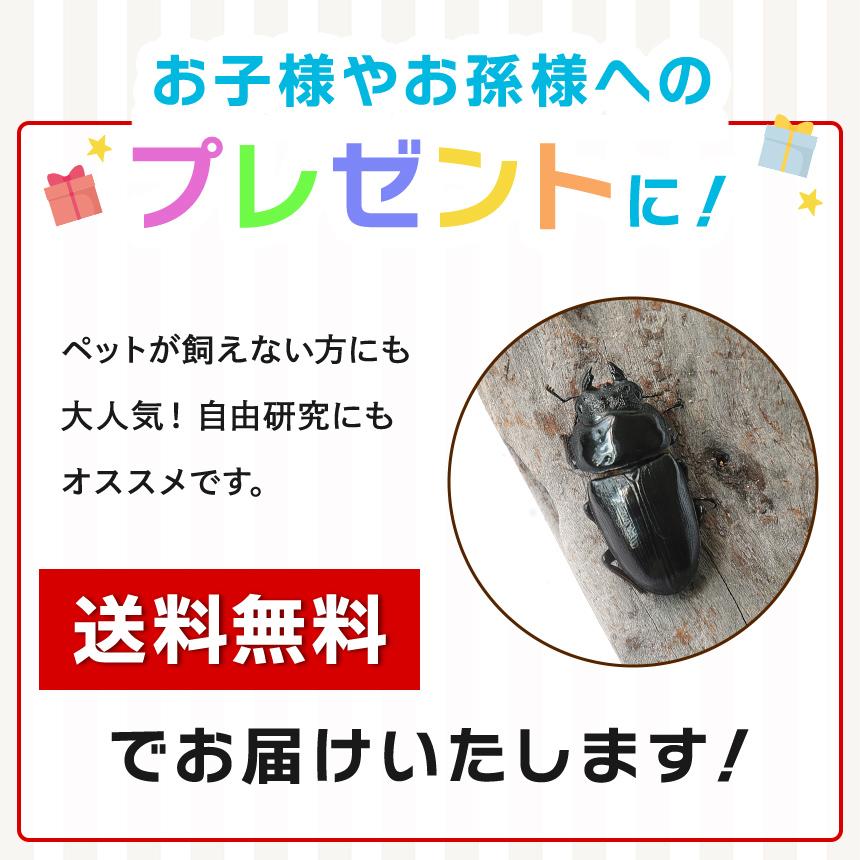 【「産卵確認済み」国産オオクワガタ 成虫 メス1匹+産卵木（M〜L）2本+オオクワマット（2L）+産卵用容器（NCボックス）のセット 】クワガタ／ 昆虫｜mushiya-honpo｜12