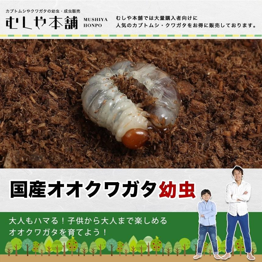 国産 オオクワガタ幼虫 1〜2令【1頭】｜mushiya-honpo