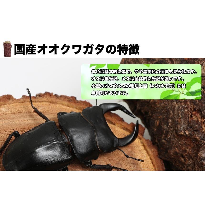 オオクワガタ能勢YG】 幼虫の体重（重さ）から成虫羽化サイズを