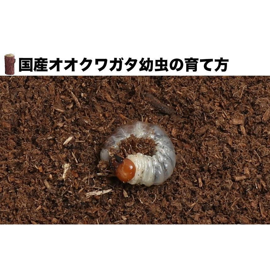 国産 オオクワガタ幼虫 1〜2令【1頭】｜mushiya-honpo｜04