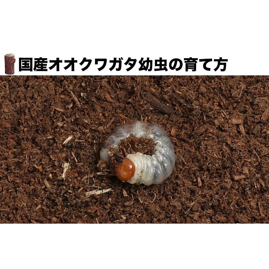 国産 オオクワガタ幼虫 1〜2令【1頭】 : むしや本舗 ヤフー店 国産 オオクワガタ幼虫 1〜2令【1頭】 : むしや本舗 ヤフー店