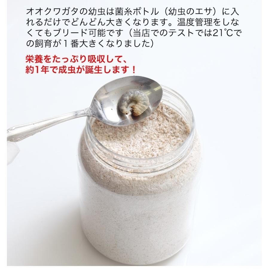 国産 オオクワガタ幼虫 1〜2令【1頭】 : むしや本舗 ヤフー店 国産 オオクワガタ幼虫 1〜2令【1頭】 : むしや本舗 ヤフー店