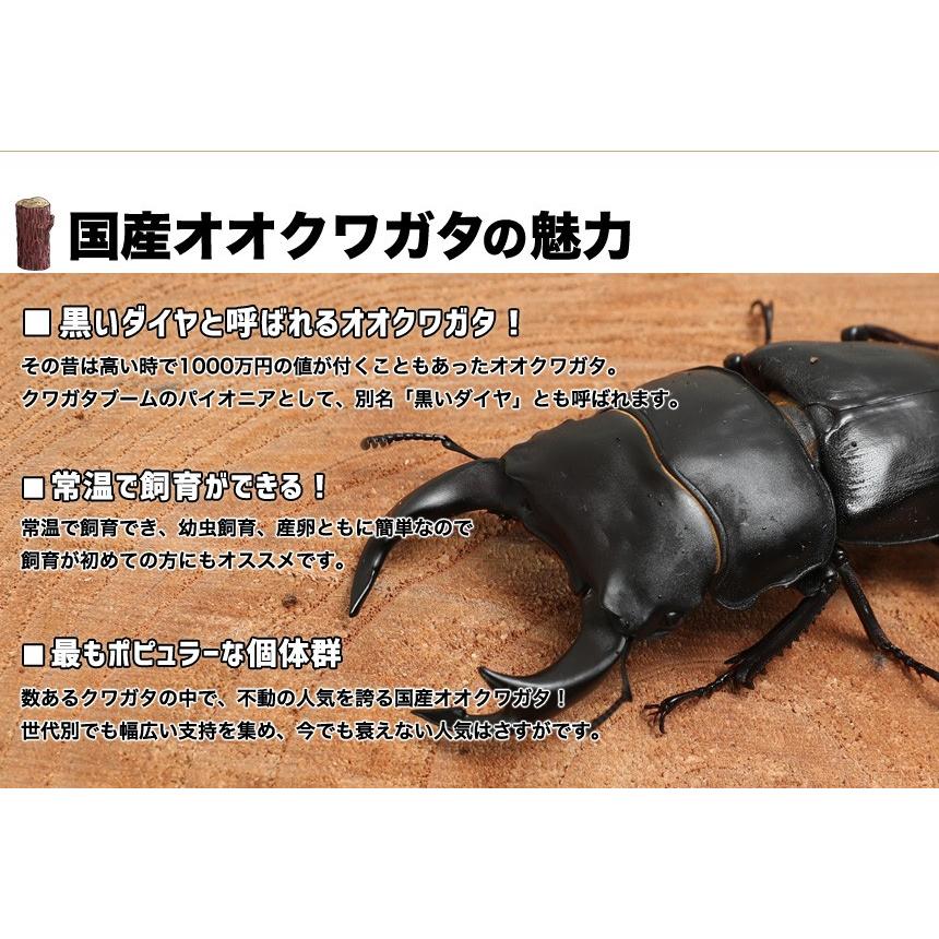 国産 オオクワガタ幼虫 1〜2令【50頭】【大口・大量購入】 : むしや