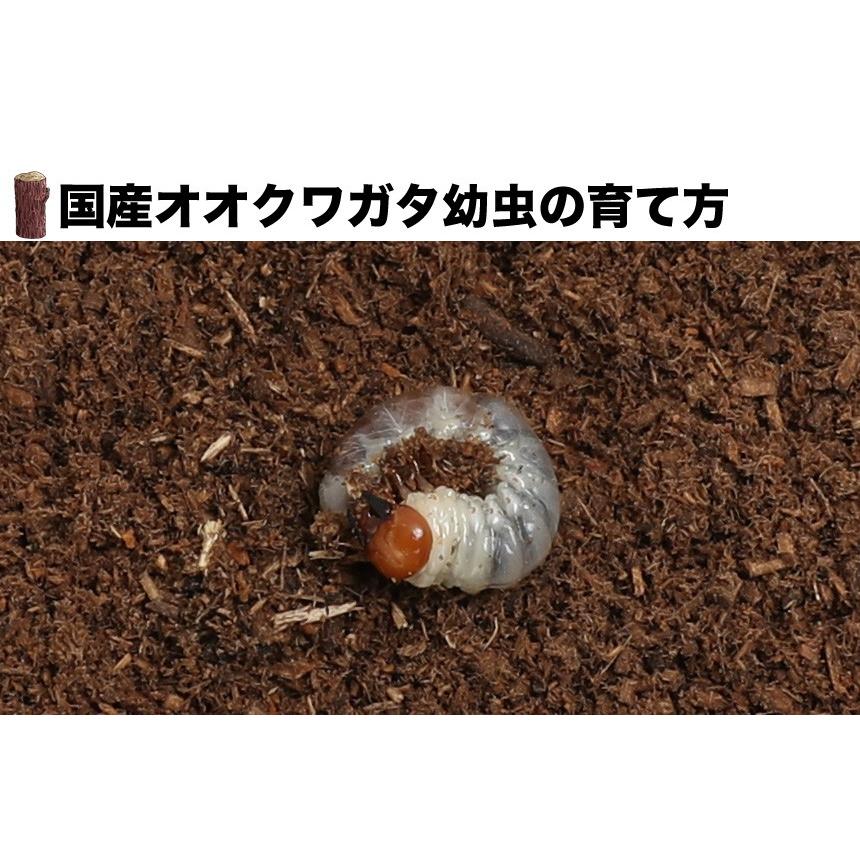 オオクワガタ幼虫(5頭) ookuwa-child_08.jpg