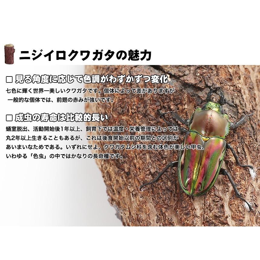 ヘラクレスオオカブト（おまけニジイロクワガタのミニ雄付き ） 【公式