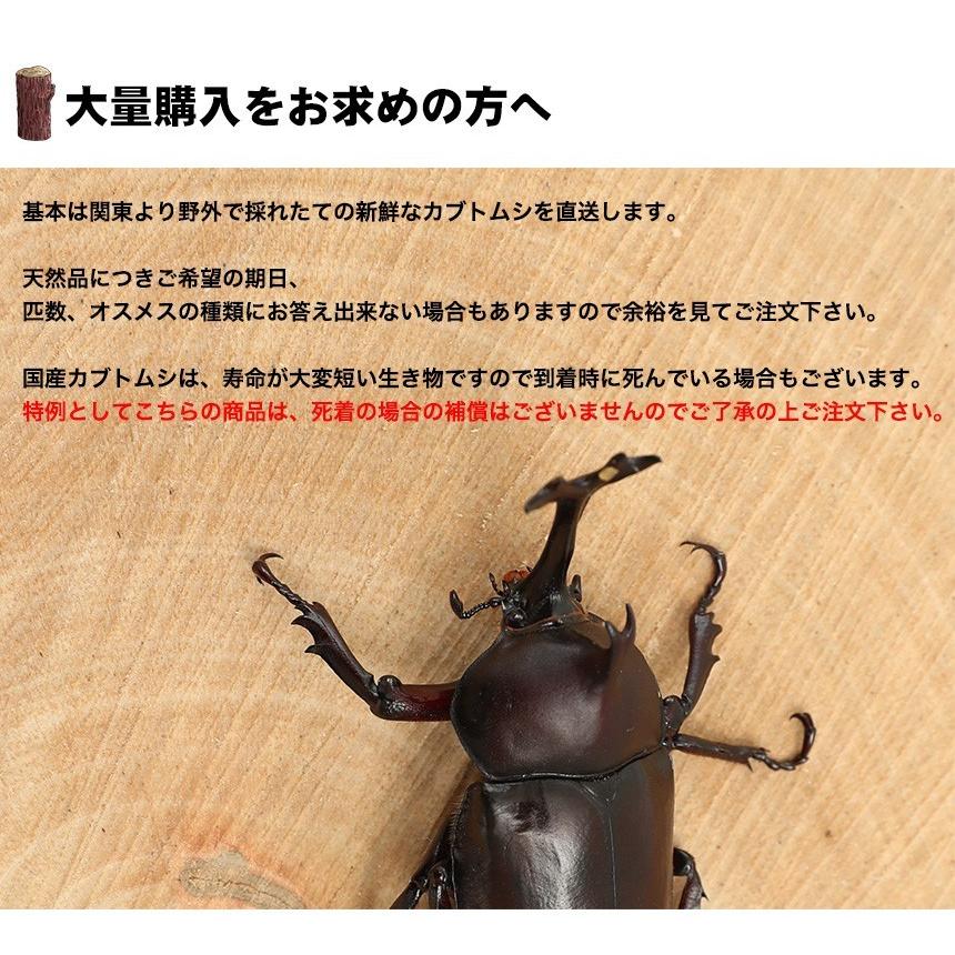 国産 カブトムシ 成虫 オスメス 100ペア フリーサイズS〜M 大口・大量