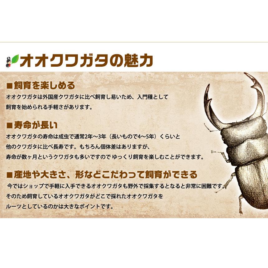 能勢YG オオクワガタ 成虫 メス単品 超特大53ミリ 昆虫 クワガタ