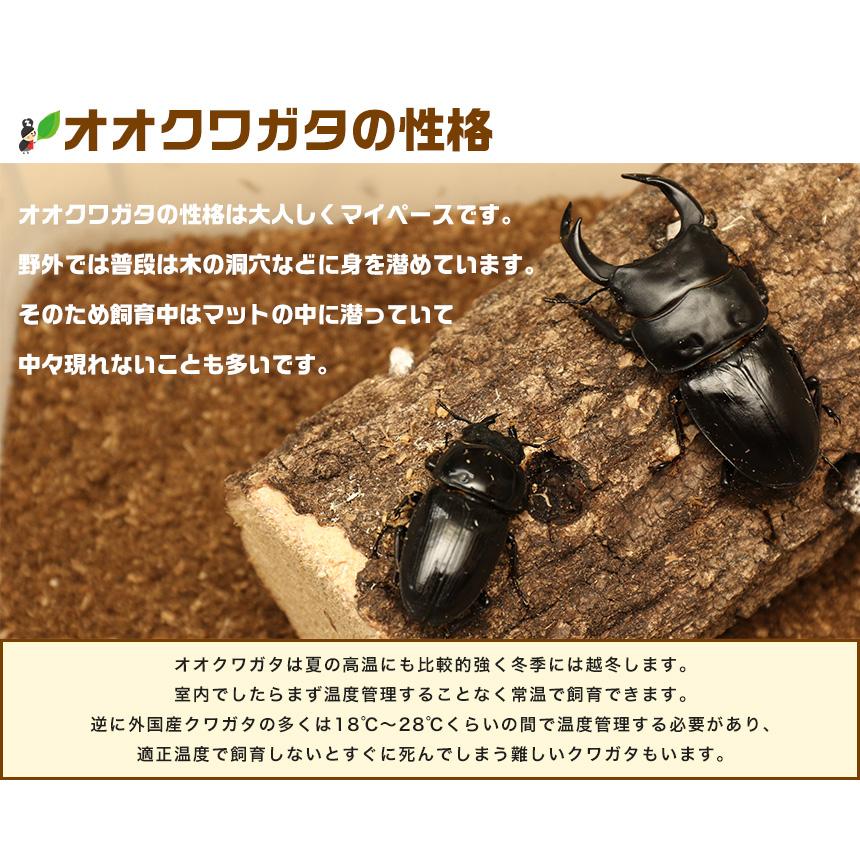 オオクワガタ能勢産の販売です。オス80ミリ、メス53ミリのペアです 