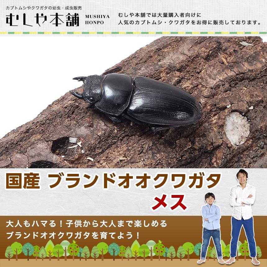 能勢YG オオクワガタ 成虫 メス単品 超特大53ミリ 昆虫 クワガタ