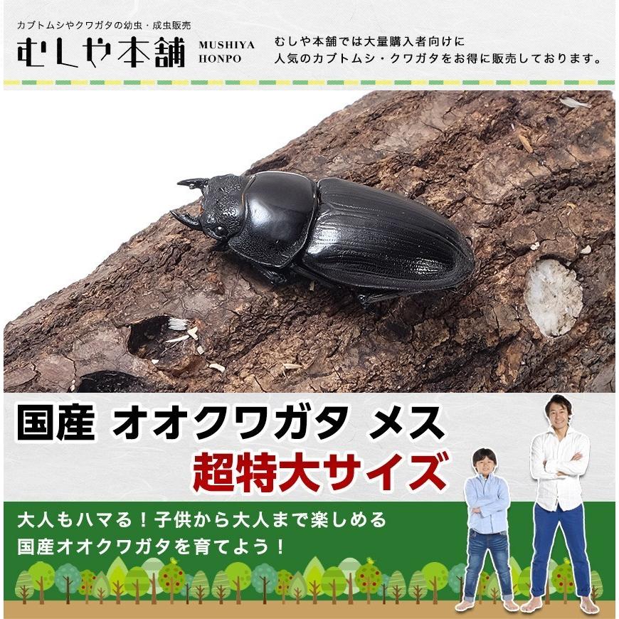 【新成虫！国産 オオクワガタ 成虫 メス単品 超特大サイズ 56ミリ】オオクワ 昆虫 クワガタ ブリード 生き物 ペット プレゼントに｜mushiya-honpo