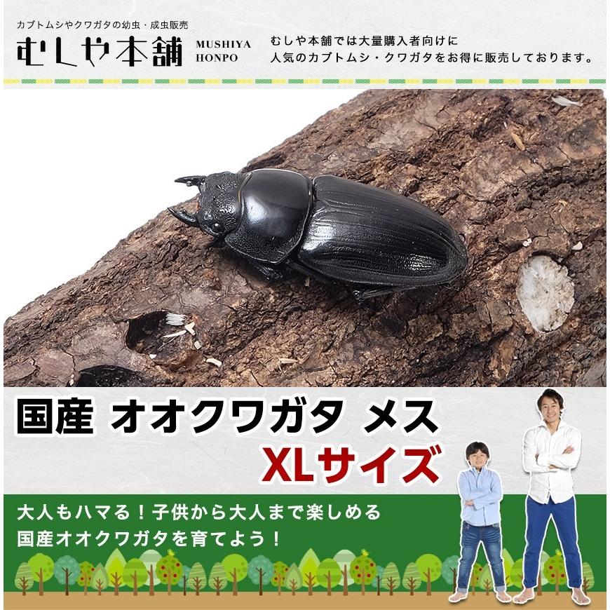 新成虫 国産 オオクワガタ 成虫 メス XLサイズ 昆虫 クワガタ ブリード