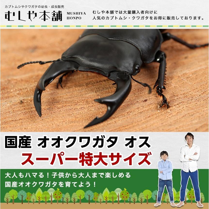 希少！ クワガタ 専門書 Stag Beetles of China II 直売特注品 www 