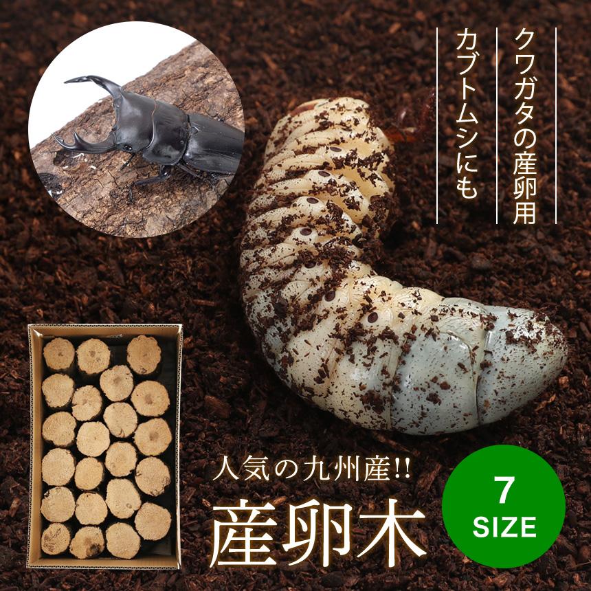 むしや本舗 産卵木 クヌギ Lサイズ オオクワガタ用産卵材 ブリード