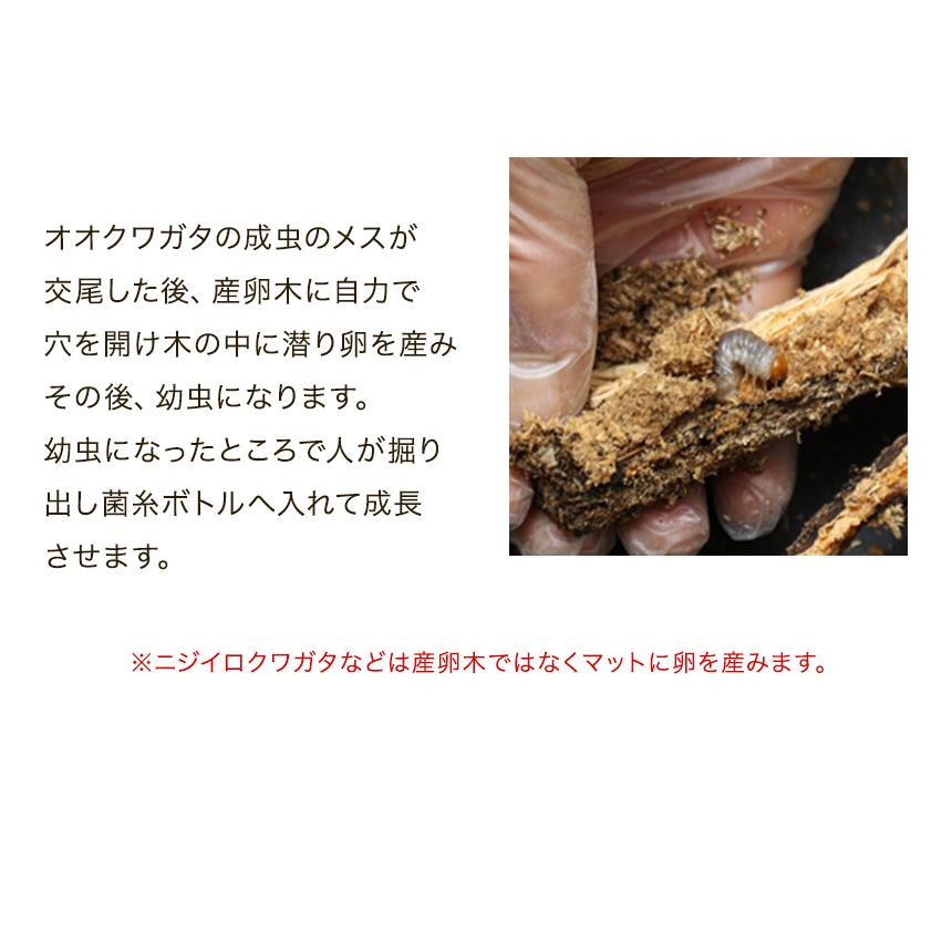 むしや本舗 産卵木 クヌギ Lサイズ オオクワガタ用産卵材 ブリード