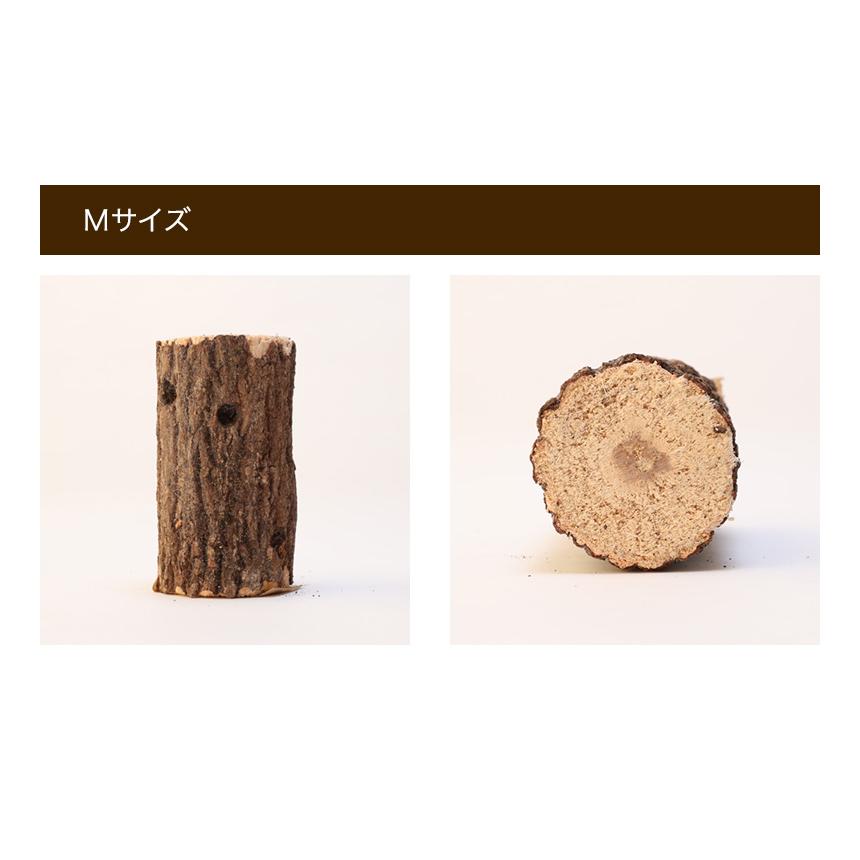 むしや本舗 産卵木 クヌギ Lサイズ オオクワガタ用産卵材 ブリード