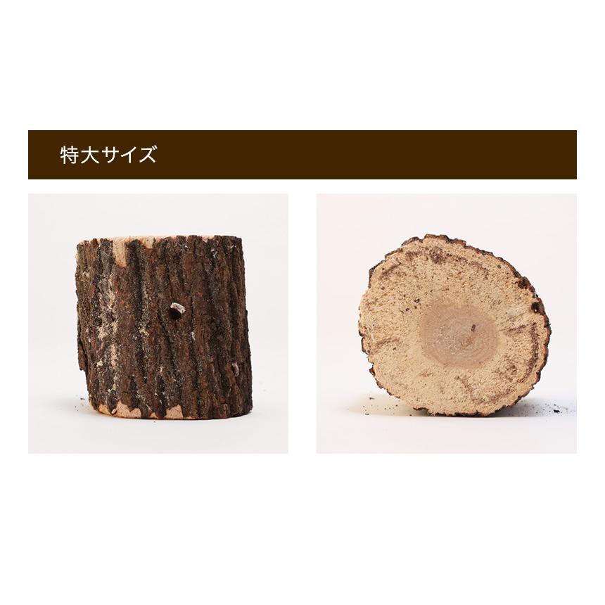 むしや本舗 産卵木 クヌギ Mサイズ オオクワガタ用産卵材 ブリード
