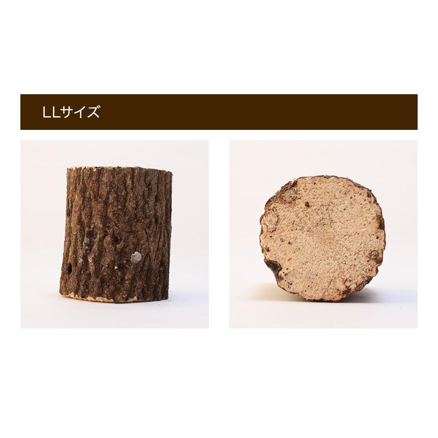 むしや本舗 産卵木 クヌギ XLサイズ オオクワガタ用産卵材 ブリード