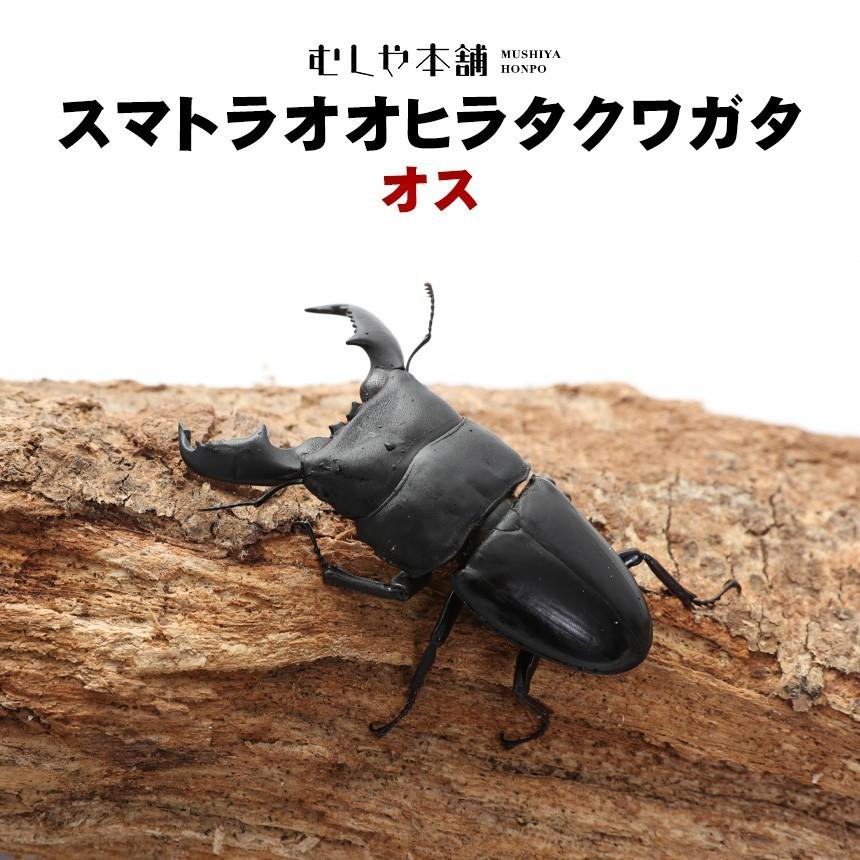 スマトラオオヒラタクワガタオス5頭セット 単品売り可能 1/1 オオ 