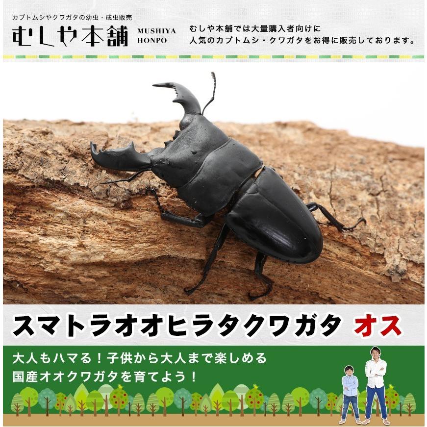 大型ツシマヒラタクワガタ標本