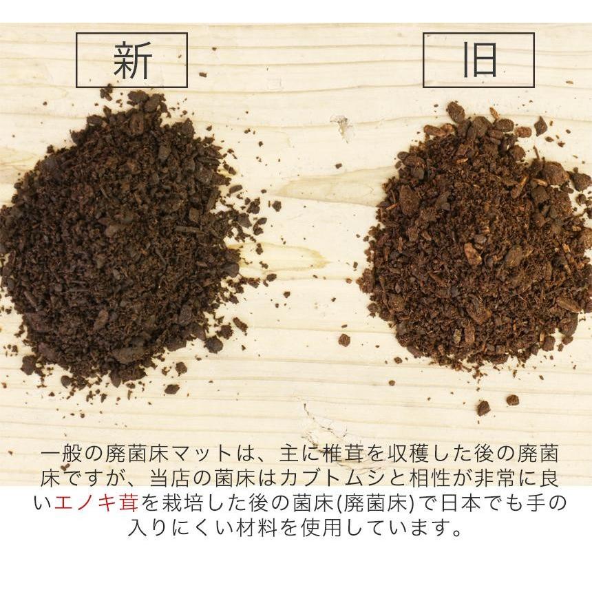 徳用50L カブトムシ幼虫のエサ 廃菌床カブトムシマット「スーパーBIG」/幼虫昆虫 :superbig-50:むしや本舗 ヤフー店 - 通販 - Yahoo!ショッピング 徳用50L カブトムシ幼虫のエサ 廃菌床カブトムシマット「スーパーBIG」/幼虫昆虫 :superbig-50:むしや本舗 ヤフー店 - 通販 - Yahoo!ショッピング