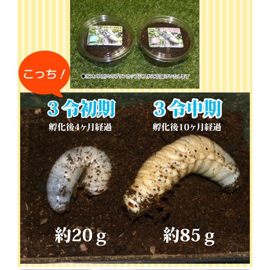 カブトムシが選べる ヘラクレスオオカブト3令初期幼虫オスメスペア+