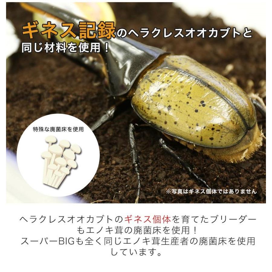 カブトムシが選べる ヘラクレスオオカブト3令中期幼虫オスメスペア+