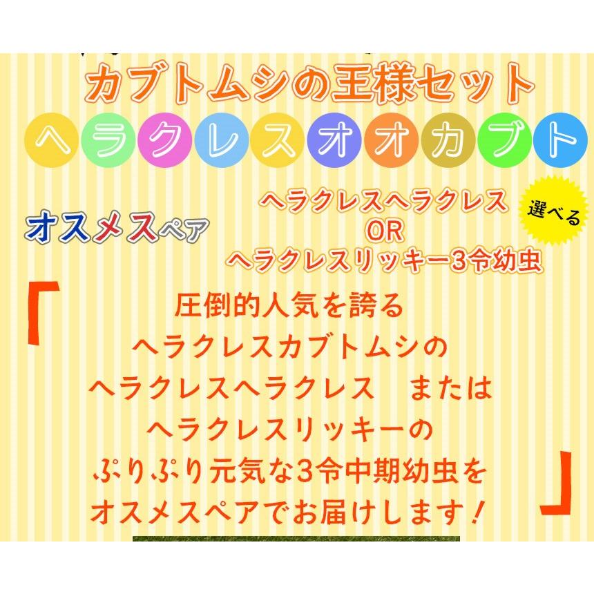 ヘラクレスオオカブト3令中期幼虫オスメスペア+マットのセット