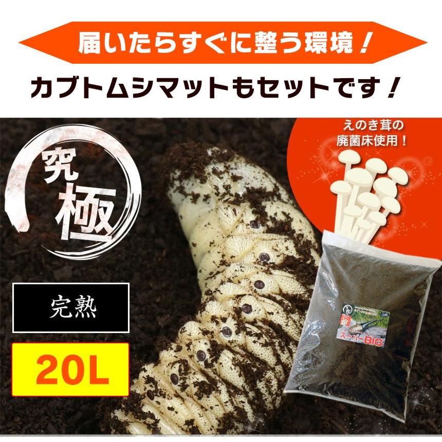 ヘラクレスオオカブト3令中期幼虫オスメスペア+マットのセット