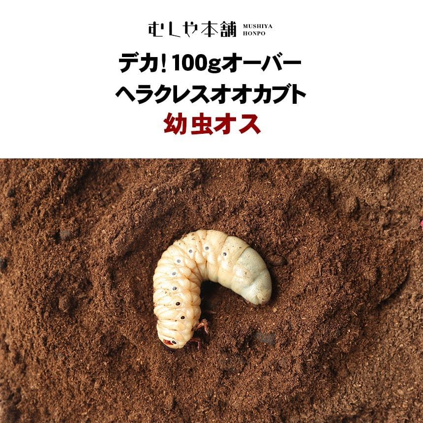 デカ 100gオーバー ヘラクレスオオカブト 幼虫 オス単品 100g〜109g