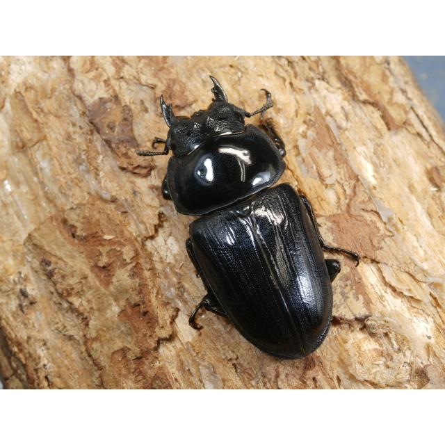 オオクワガタ（能勢）80ミリ♂♀ペア No.1151 : 虫屋ドットコム - 通販