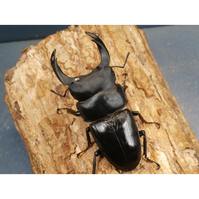 オオクワガタ（能勢）84ミリ♂♀ペア No.1521 新成虫 オオクワガタ 