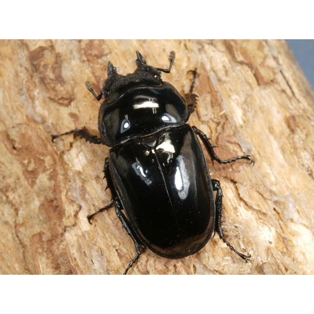 昆虫用品 タランドゥス62ミリ♂♀ペア No.1255