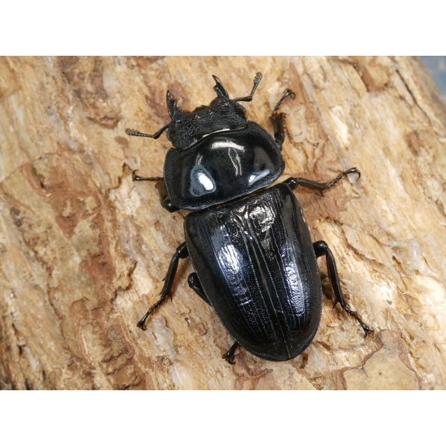 オオクワガタ（久留米）74ミリ♂♀ペア No.1279 : 虫屋ドットコム 