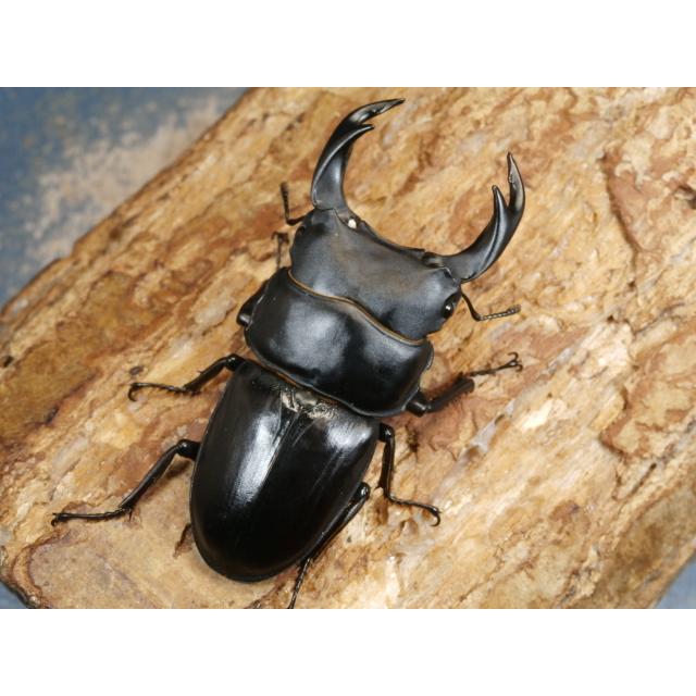 オオクワガタ（川西産）72〜74ミリ♂♀ペア No.1344 : 虫屋ドットコム 