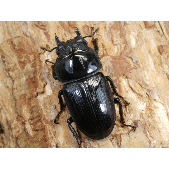 オオクワガタ（川西産）72〜74ミリ♂♀ペア No.1344 : 虫屋ドットコム 
