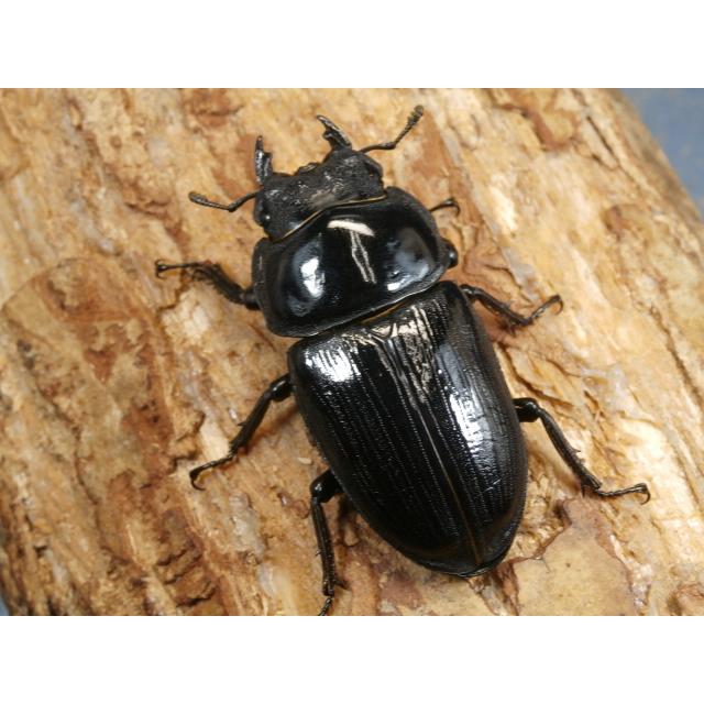 オオクワガタ（川西産）78〜79ミリ♂♀ペア No.1346 : 虫屋ドットコム