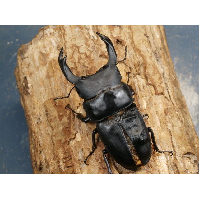 オオクワガタ（久留米）84ミリ♂♀ペア No.1475 : 虫屋ドットコム 