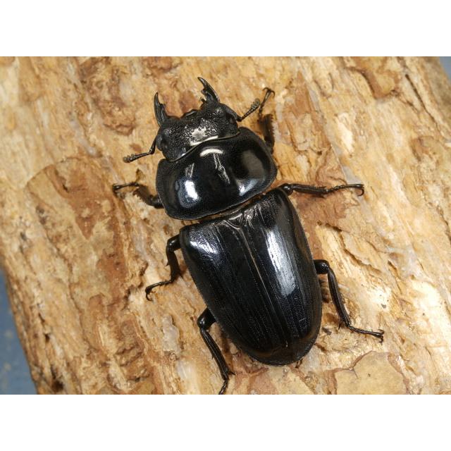 能勢産オオクワガタ♂83.5㎜　♀55.5㎜　ペア　② オオクワガタ（能勢）83ミリ♂♀ペア No.1517 : 虫屋ドットコム - 通販