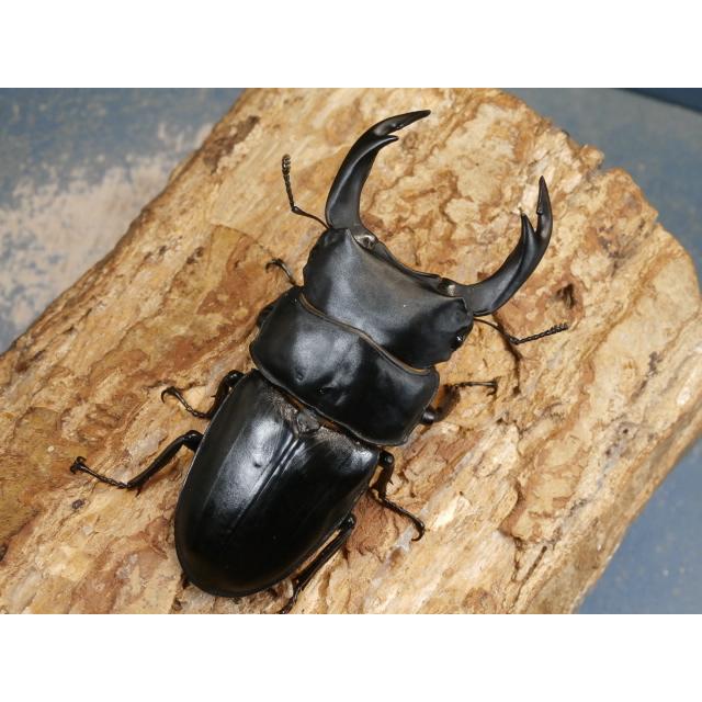 国産 オオクワガタ 標本 83㎜ ♂ 能勢産 オオクワガタ（能勢）83ミリ♂♀ペア No.1518 : 虫屋ドットコム - 通販