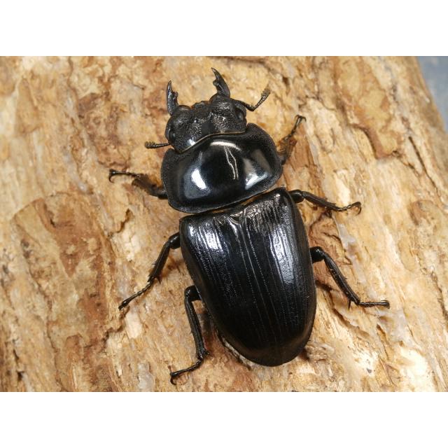 オオクワガタ（能勢）83ミリ♂♀ペア No.1518 : 虫屋ドットコム - 通販