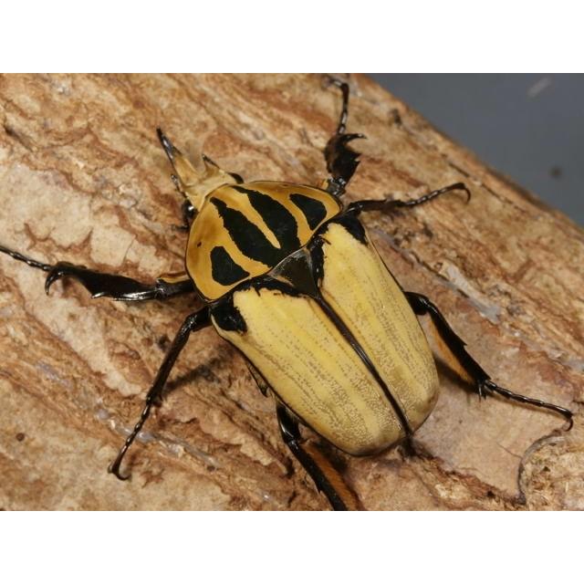 オーベルチュールオオツノハナムグリ初2令幼虫3頭 No 1906 Opm Gov Gy