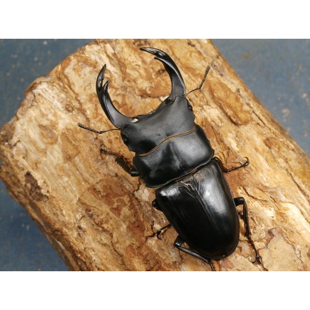 オオクワ83ミリ56ミリ