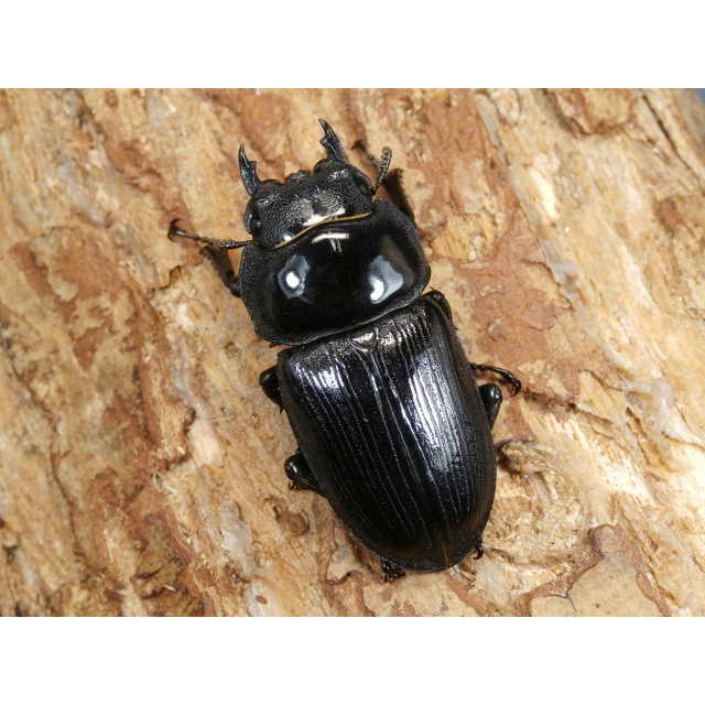 オオクワガタ（久留米産）72〜74ミリ♂♀ペア No.9714 : 虫屋ドット