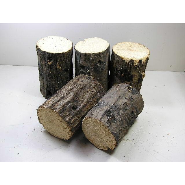 爆産！産卵飼育材 M : 虫屋ドットコム - 通販 - Yahoo!ショッピング